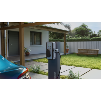  Witty pied fixation 1 borne 